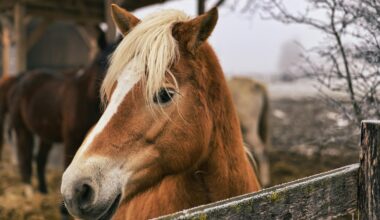ŽŪM nutraukus sutartį, nebaigtas „Lietuvos žirgyno“ auditas, bus skelbiamas naujas pirkimas