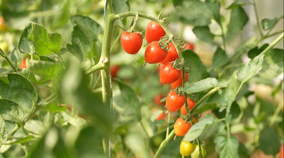 Pomidorai (nuotr. stop kadras)