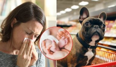 Pirmiau įsigyti šuniuką ar susilaukti vaiko? Alergologės atsakymas nustebins