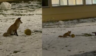 Į Vilniaus darželį užsuko lapė ir visus pralinksmino