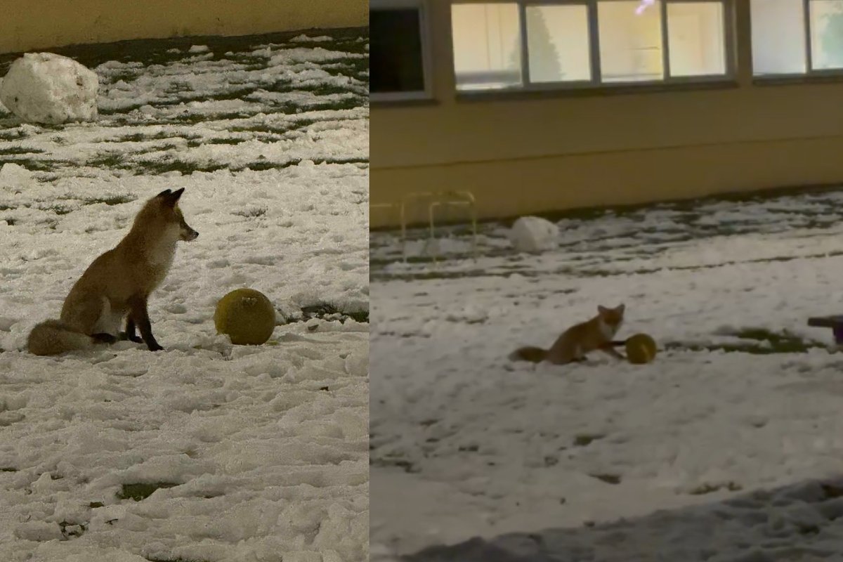 Į Vilniaus darželį užsuko lapė ir visus pralinksmino