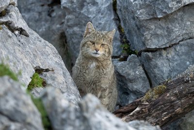 Europos laukinė katė
