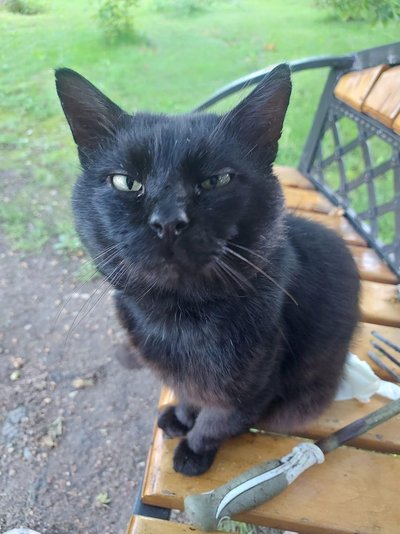 A. Širinskienės katinas Nuodėgulis