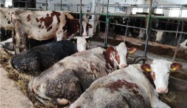 VMVT patikrino siaubo ferma pramintą ūkį Anykščių rajone