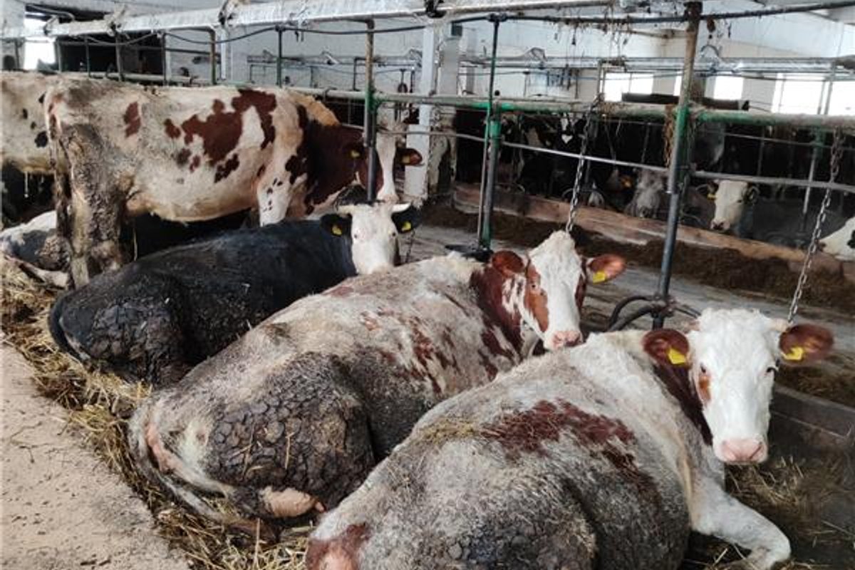 VMVT patikrino siaubo ferma pramintą ūkį Anykščių rajone