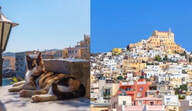 Syros sala ieškojo, kas prižiūrėtų benames kates