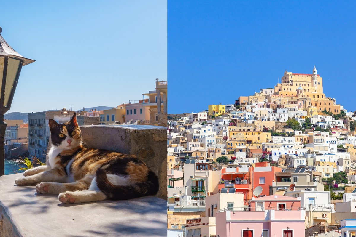 Syros sala ieškojo, kas prižiūrėtų benames kates