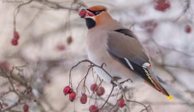 Fotografo objektyve – paukščių mados guru svirbelis