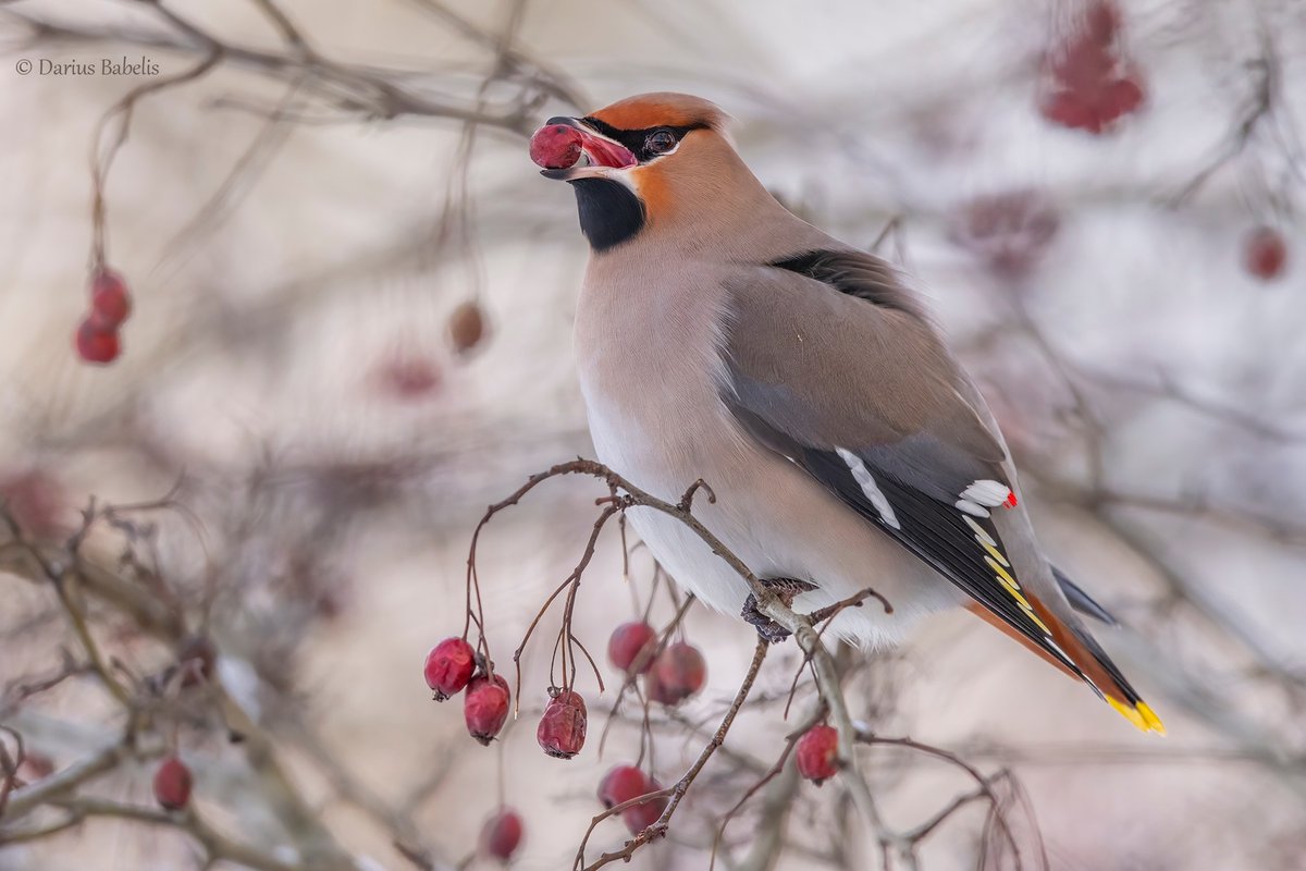 Fotografo objektyve – paukščių mados guru svirbelis