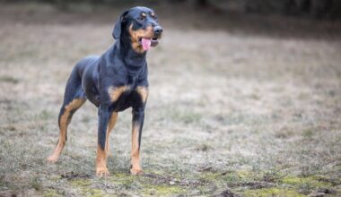 Lietuvių skalikas – ne žaidimams skirtas šuo