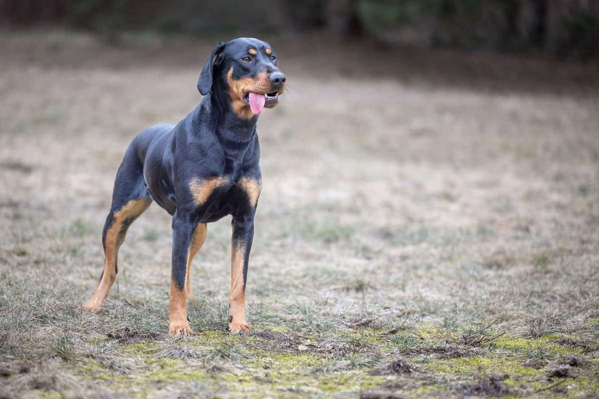 Lietuvių skalikas – ne žaidimams skirtas šuo