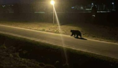 Lietuvoje vėl užfiksuota meška: bėgiojo po miesto gatves