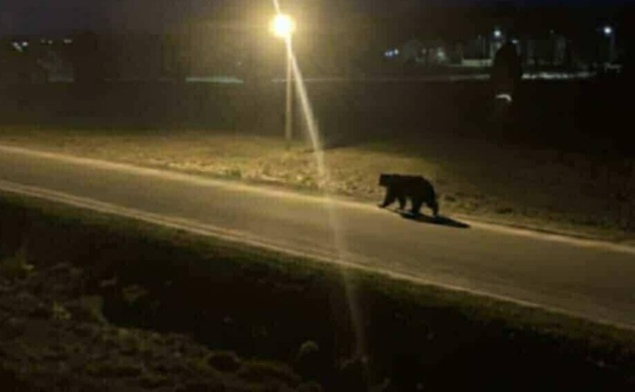 Lietuvoje vėl užfiksuota meška: bėgiojo po miesto gatves