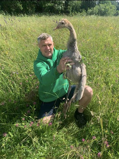 Įsimintinas momentas, kai tauragiškiui pavyko pagauti ir sužieduoti pilkosios gervės jauniklį