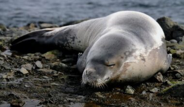 Už retai aptinkamo ruonio ramybę Italijos paplūdimyje siūloma 1 000 eurų