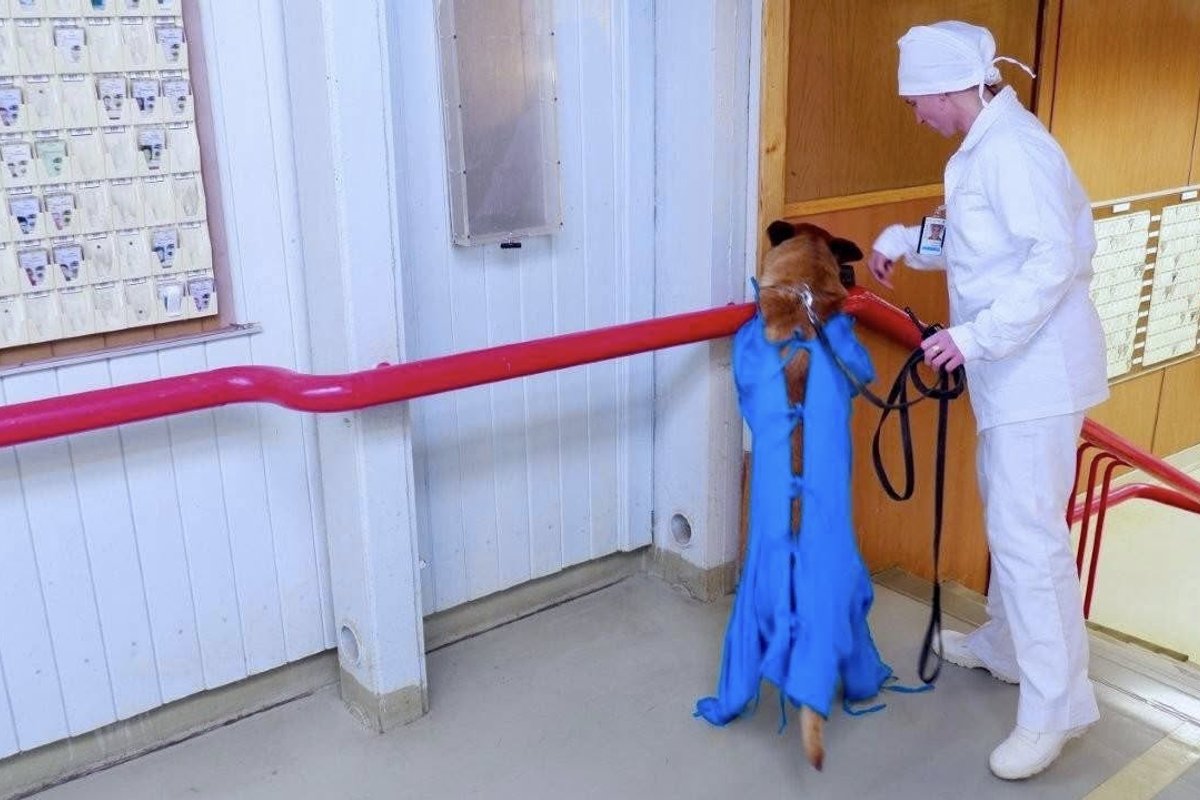 Ignalinos AE dėl įtartino radinio iškviesta VST kinologė