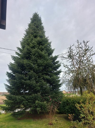 27 metus Irenos ir Jono Daugėlų kieme augusi žaliaskarė šiemet tapo Klaipėdos miesto Kalėdų egle