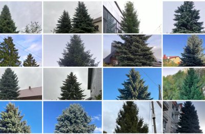 Klaipėdos eglutės kandidatės