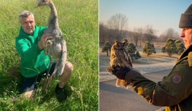 Ornitologas oaukščius geba atskirti ir pagal balsą