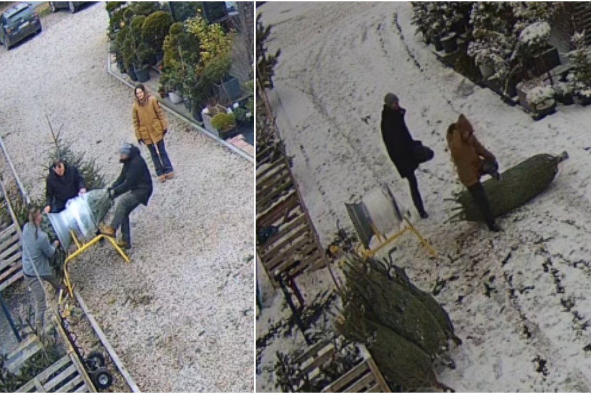 Plinta komiška kėnį vos ištraukusių lietuvių situacija: tai užfiksavo vaizdo įraše