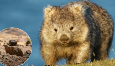 Vombatų išmatos yra kvadratinės ir jie jas krauna į krūvą