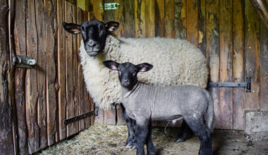 Paaiškėjo, kas tie verslininkai, vairuotojus tadžikus vertę dirbti vergiškomis sąlygomis | Verslas