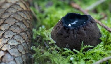 Staigmena Neries regioniniame parke – rastas retas grybas