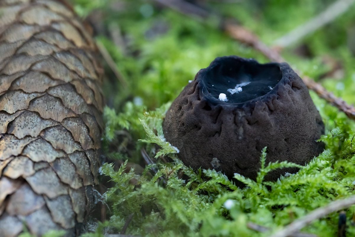 Staigmena Neries regioniniame parke – rastas retas grybas