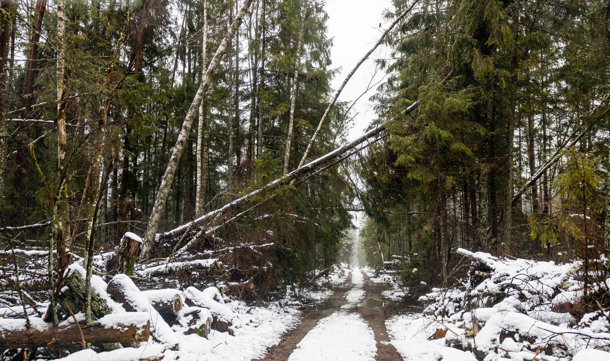 Škvalo išvartyti medžiai Čepkelių rezervate  