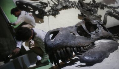 Prancūzija grąžino Mongolijai neteisėtai išvežtą dinozauro skeletą