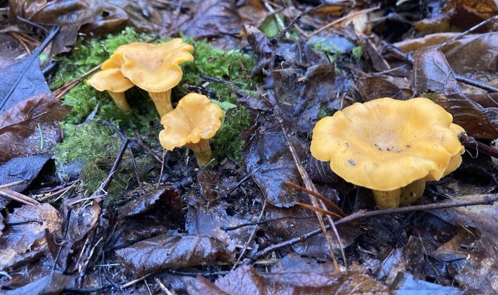 Danutės rastos voveraitės (nuotr. VarenaPlius.lt) 