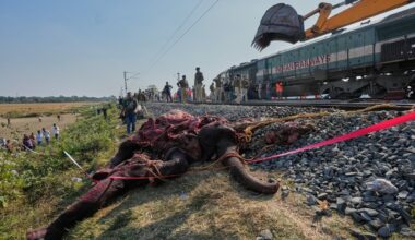 Traukinys Indijoje suvažinėjo septynis dramblius