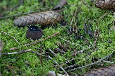 Staigmena Neries regioniniame parke – rastas itin retas grybas paprastasis taukius