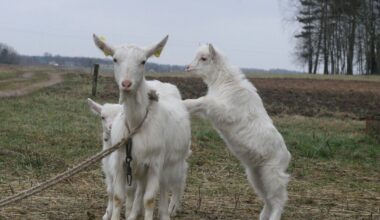 Teismas atskleidė vergovę Lietuvoje: vilkikų vairuotojai gyveno dėžėse, vietoj poilsio šerdavo 400 ožkų bei avių