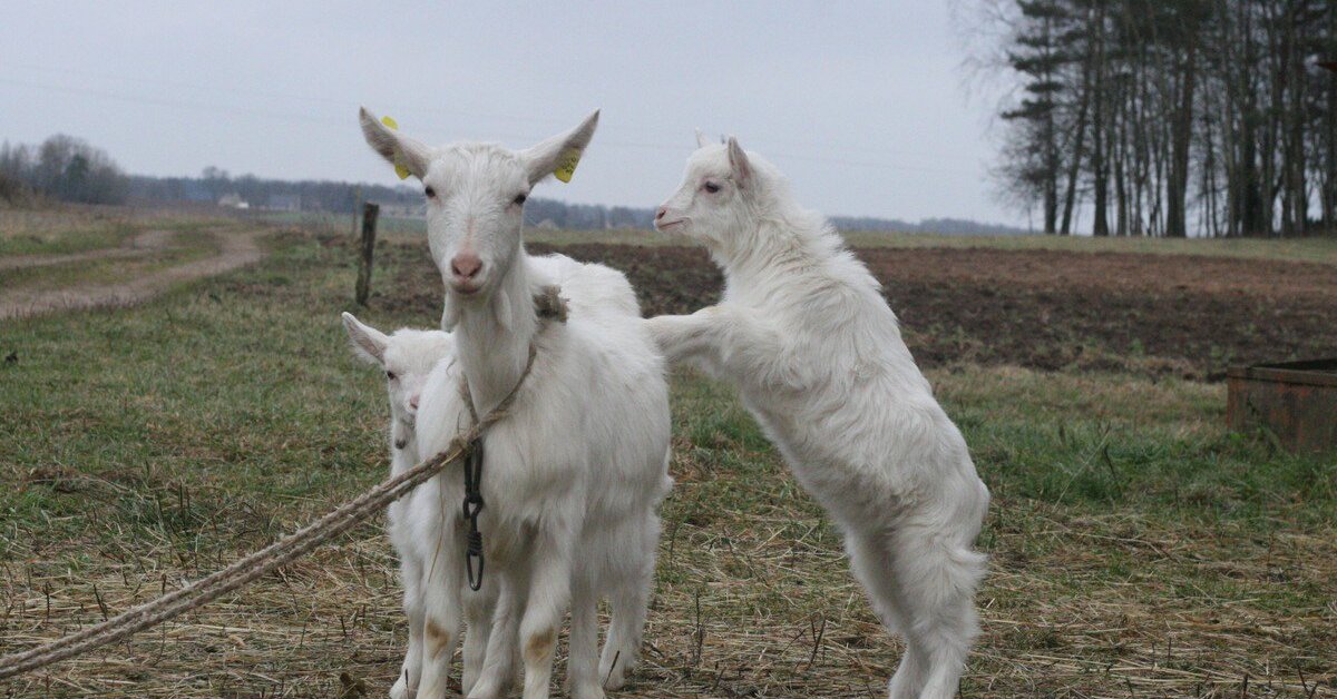 Teismas atskleidė vergovę Lietuvoje: vilkikų vairuotojai gyveno dėžėse, vietoj poilsio šerdavo 400 ožkų bei avių