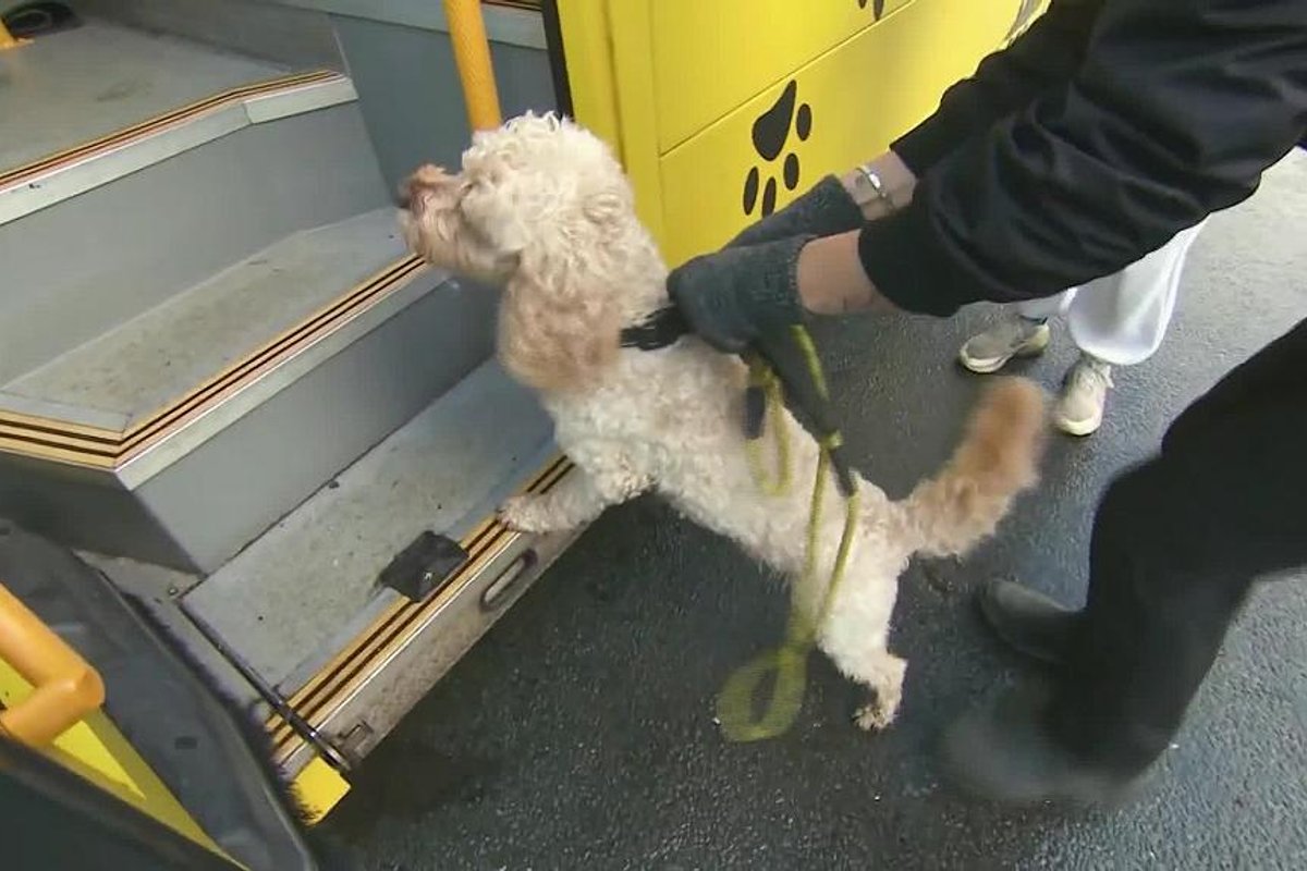 Keturkojai keleiviai vyksta pasivažinėti šunų autobusu