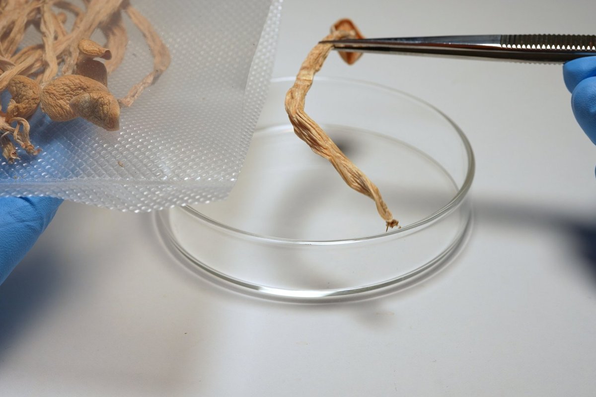 Čekijos gydytojai nuo kitų metų galės išrašyti pacientams haliucinogeninių grybų