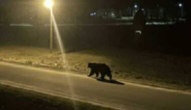 Socialiniuose tinkluose dalijamasi nuotraukomis, kuriose penktadienį Ignalinoje galimai užfiksuota meška