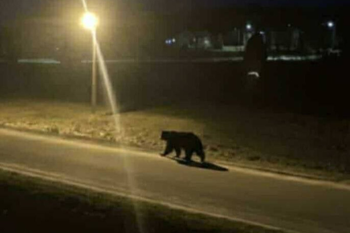 Socialiniuose tinkluose dalijamasi nuotraukomis, kuriose penktadienį Ignalinoje galimai užfiksuota meška