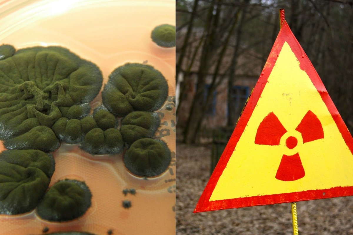 Černobylyje aptiktų grybų mutacijos apstulbino mokslininkus: kas ten vyksta? - Delfi
