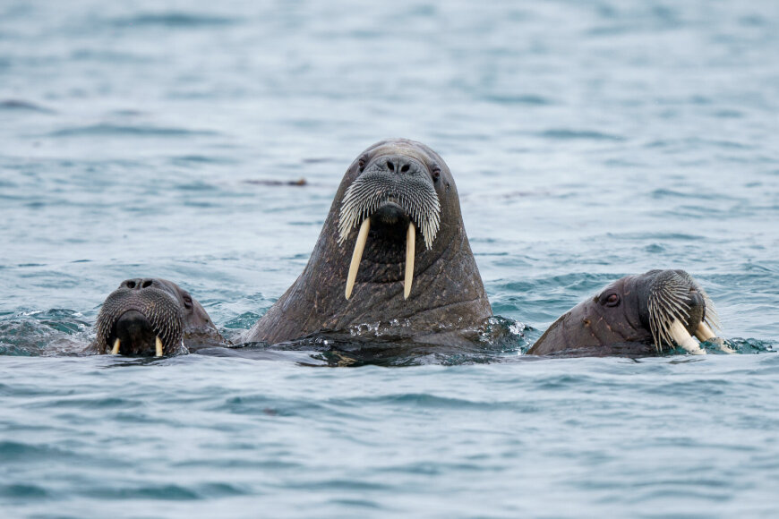 Dano Pankevičiaus asmeninio archyvo nuotr. / Dano Pankevičiaus ekspedicija ledlaužiu į Šiaurės ašigalį