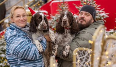 Prie Vilniaus miesto Kalėdų eglės – gausus būrys spanielių