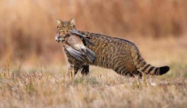 Išnykusios Europos laukinės katės gali vėl grįžti į gamtą