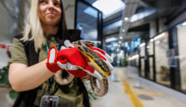 Laukinių gyvūnų globos centras šiemet suteikė pagalbą virš 2,5 tūkst. sužeistų gyvūnų