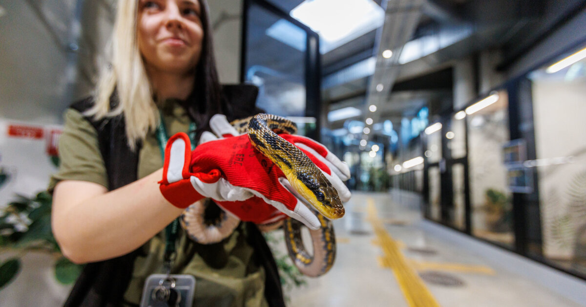 Laukinių gyvūnų globos centras šiemet suteikė pagalbą virš 2,5 tūkst. sužeistų gyvūnų