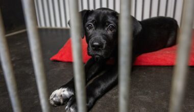 Namus Suomijoje randa vis daugiau šunų iš Lietuvos