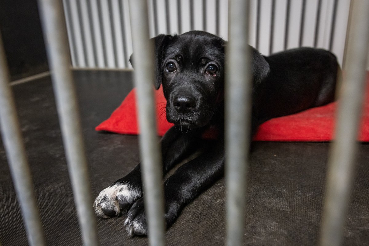 Namus Suomijoje randa vis daugiau šunų iš Lietuvos