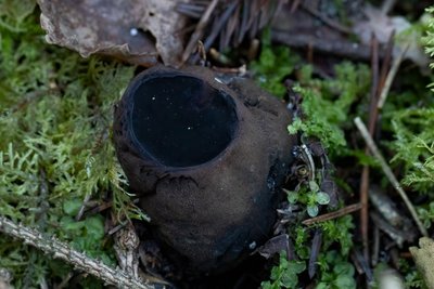 Staigmena Neries regioniniame parke – rastas itin retas grybas paprastasis taukius