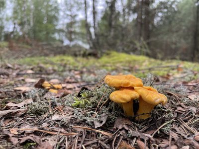 Danutės rastos voveraitės (nuotr. VarenaPlius.lt) 