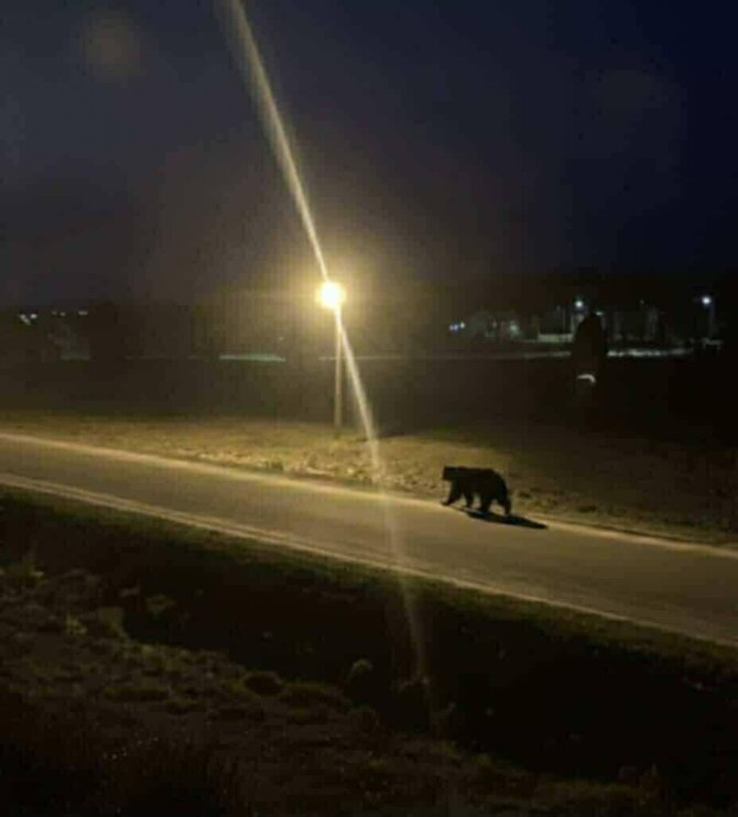  Ignalinos medžiotojų bendruomenės nuotr./Ignalinos gatvėse per Kalėdas pasirodė meška